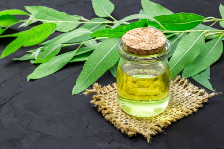 Eucalyptus Essential Oil Bulk By Norex Flavors