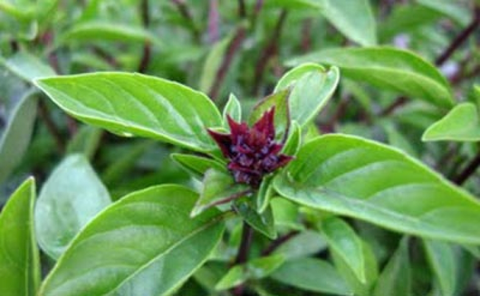 Methyl Chavicol (Estragole)